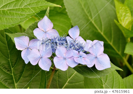 三鷹中原に咲く青紫色のガクアジサイの花 三鷹中原に咲く青紫色のガクアジサイの花 47615961