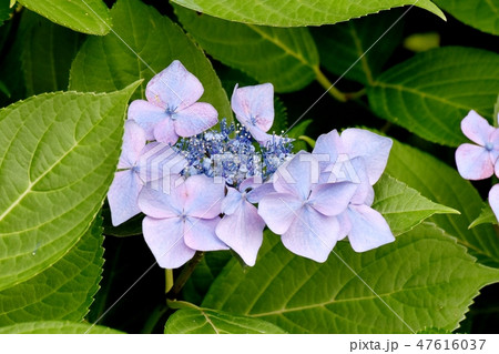 三鷹中原に咲く青いガクアジサイの花 47616037