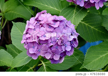 三鷹中原に咲く紫のアジサイの花 三鷹中原に咲く紫のアジサイの花 47616080