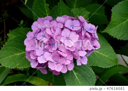 三鷹中原に咲く紫のアジサイの花 47616081