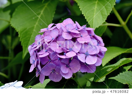 三鷹中原に咲く紫のアジサイの花 47616082
