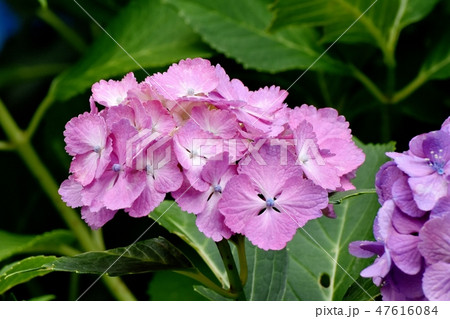 三鷹中原に咲くピンクのアジサイの花 三鷹中原に咲くピンクのアジサイの花 47616084