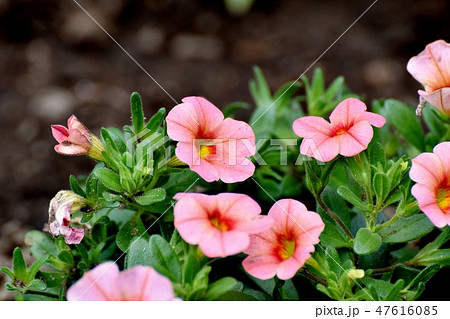 三鷹中原に咲くピンクのカリブラコア 三鷹中原に咲くピンクのカリブラコア 47616085