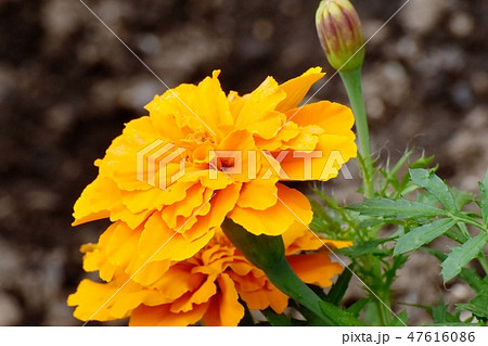 三鷹中原に咲くオレンジのマリ-ゴールド 47616086
