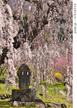 弁天さんのしだれ桜と石神 47616319