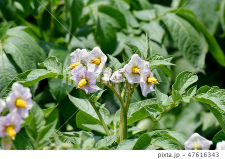 三鷹中原に咲く薄紫i色のジャガイモの花の写真素材