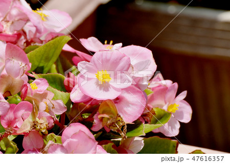 三鷹中原に咲くピンクのベゴニア 47616357