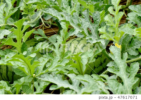 三鷹中原になる未完熟のスイカ 47617071