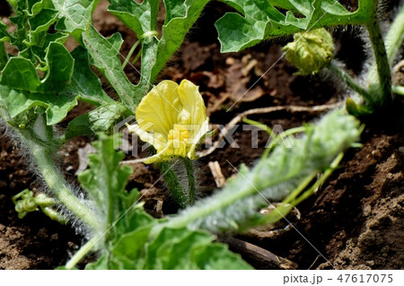 三鷹中原に咲く黄色いスイカの雄花 三鷹中原に咲く黄色いスイカの雄花 47617075