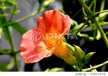 三鷹中原に咲くオレンジのノウゼンカズラの花 47617079