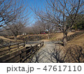 さくら待つ散歩道 47617110