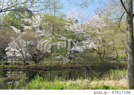 春の公園 47617196