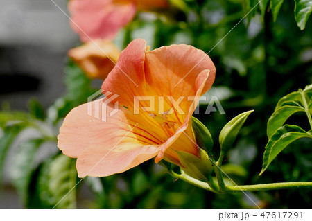 三鷹中原に咲くオレンジのノウゼンカズラの花 47617291
