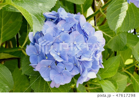 三鷹中原に咲く青いアジサイの花 三鷹中原に咲く青いアジサイの花 47617298