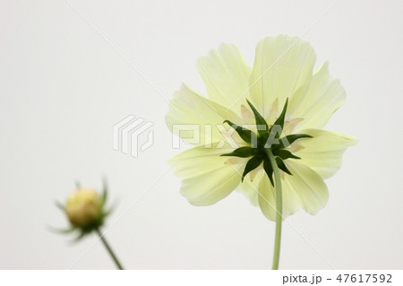 コスモス 47617592