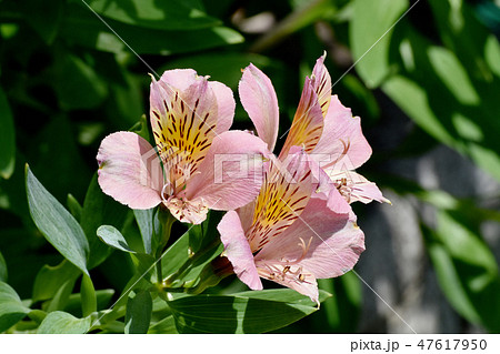 三鷹中原に咲くアルストロメリア 三鷹中原に咲くアルストロメリア 47617950
