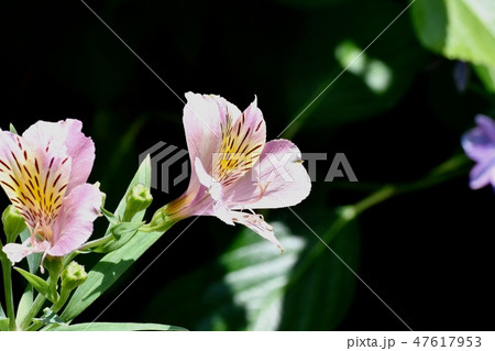 三鷹中原に咲くアルストロメリア 三鷹中原に咲くアルストロメリア 47617953