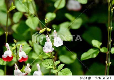 三鷹中原に咲く白いサルビアミクロフィラ 47618184