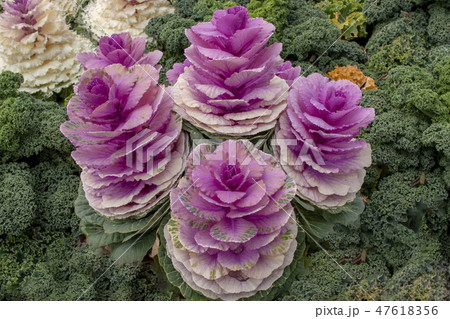 赤い葉牡丹 47618356