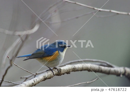 ルリビタキ 47618722