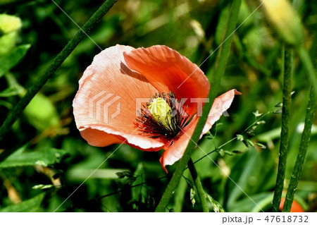 三鷹中原に咲くヒナゲシ 三鷹中原に咲くヒナゲシ 47618732