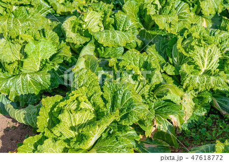 白菜畑 47618772
