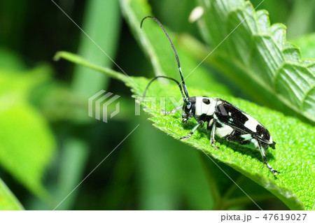 ラミーカミキリ 47619027