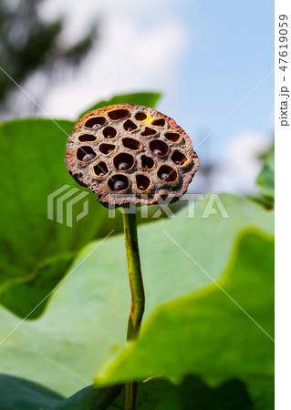 ハス スイレン 蓮 47619059