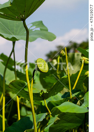 ハス スイレン 蓮 47619077
