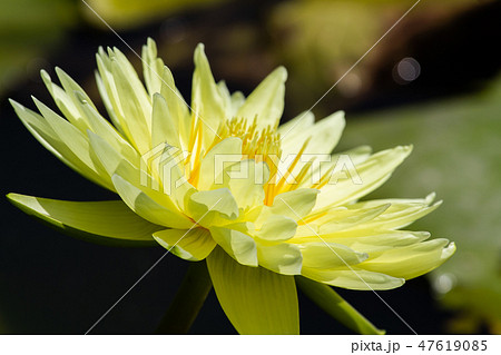 ハス スイレン 蓮 47619085