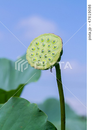 ハス スイレン 蓮 47619086