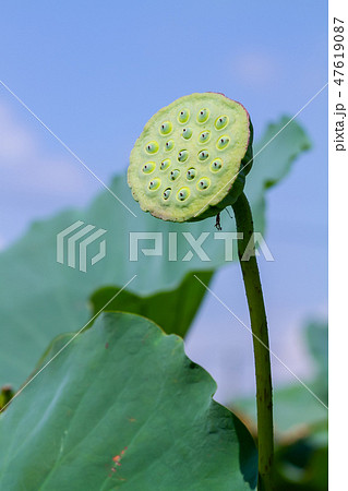 ハス スイレン 蓮 47619087
