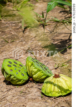 ハス スイレン 蓮 47619099