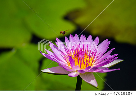 スイレン 植物 工場 47619107