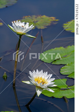 スイレン 植物 工場 47619122