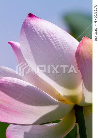 ハス スイレン 蓮 47619176