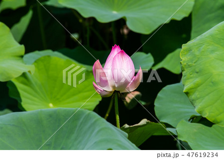 ハス スイレン 蓮 47619234