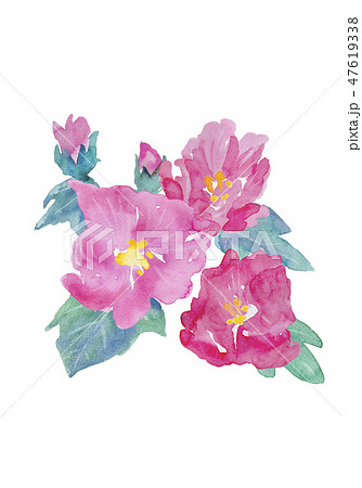 ピンク色の芙蓉の花 水彩イラストのイラスト素材