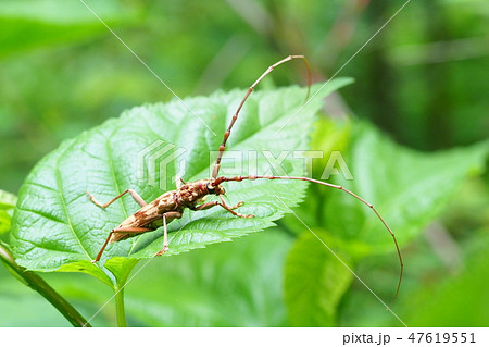 キマダラカミキリ キマダラカミキリ 47619551