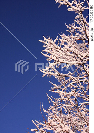 雪が積もった朝の柿の木 雪が積もった朝の柿の木 47619596