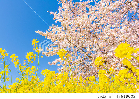 満開の熊谷桜堤 47619605