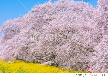 満開の熊谷桜堤 47619611