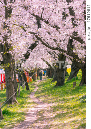 満開の熊谷桜堤 47619612