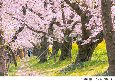 満開の熊谷桜堤 満開の熊谷桜堤 47619613