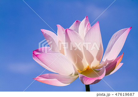 ハス スイレン 蓮 47619687