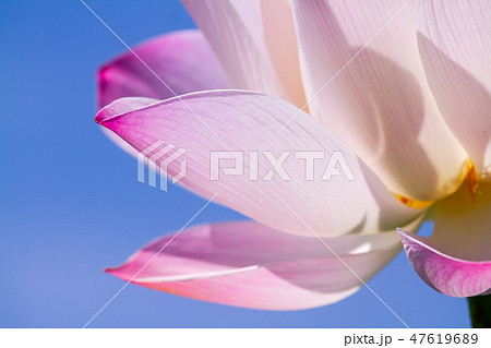 ハス スイレン 蓮 47619689