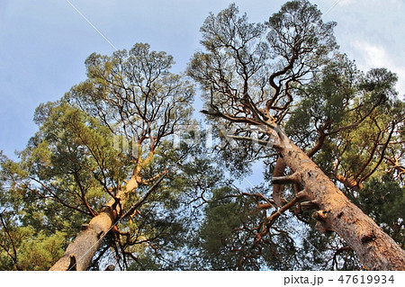 パワースポット　小平潟天満宮 47619934