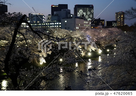 都会と夜桜 都会と夜桜 47620065