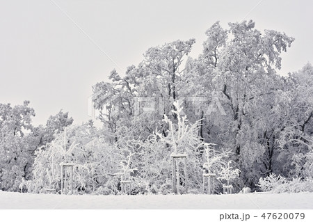 Winter landscape-frosty trees in the forest.Nature Winter landscape-frosty trees in the forest.Nature 47620079