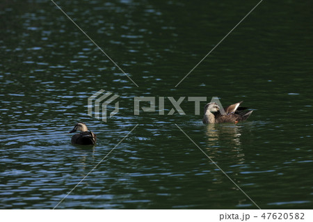 カルガモ 47620582